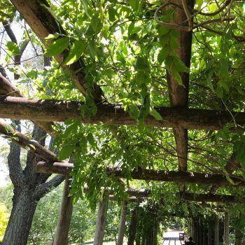 Vine Climbing Over Wood Pergola Frame